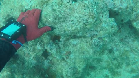 Little Conch Reef Dive, Islamorada Florida