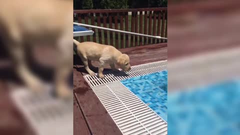 Cute puppies first interaction with the pool
