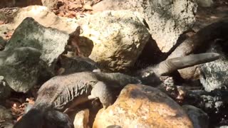 8 Komodo dragons prey on big water buffalo together