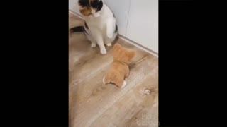 kitten plays with teddy bear