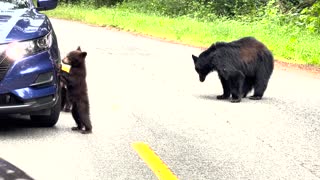 Curious Bears Check Out Car in Northern California