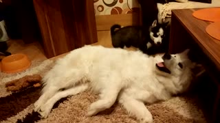 Husky and Samoyed puppies adorably play together