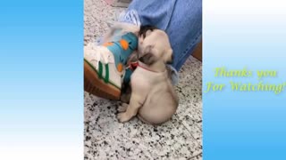 Cute Pets And Funny Animals Compilation cat