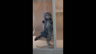 cute cat trying to escape