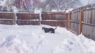 bruno the Pitbull having fun in the snow