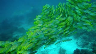 School Of Fish in sea