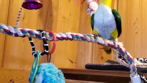 Parrot making music with bell and dancing