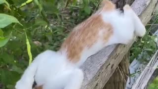 Kittens Pass out on Fence Post
