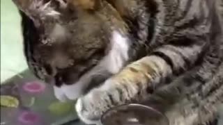 A cat drinks Alcohol.Watch what happens next😃