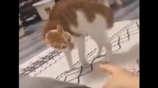 Crazy cat attack