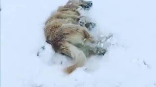 Winter-loving pup can't stop rolling in the snow
