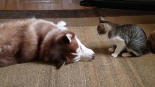 CAT PLAYING WITH HUSKY