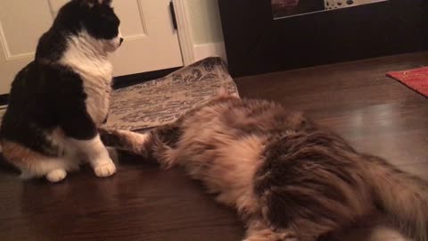 Cat gets confused and kicks his own feet during a play session