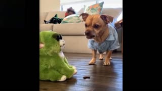 Cute dogs and cats video