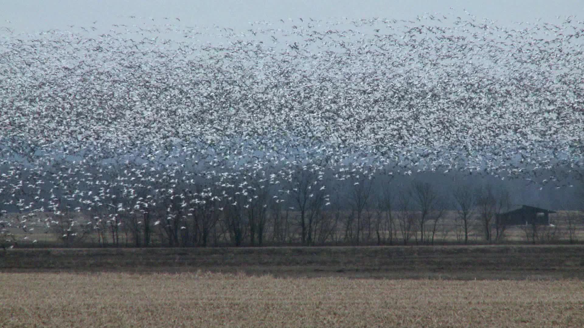 Snow Geese Migration