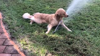 Golden Retriever obsessively plays with sprinkler