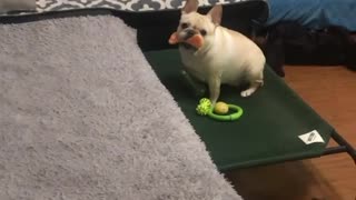 French Bulldog just wants you to play with him
