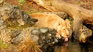 Lion female drinking water