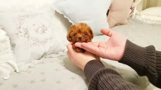 MOST CUTE LITTLE PUPPIES