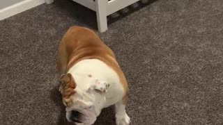Bulldog's old room is now for babies, throws temper tantrum