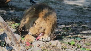 Animals Lion Meat Eating Amazing New 2021