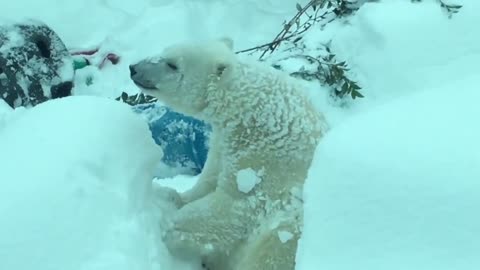 Beautiful Polar Bear Playing In The Snow At Christmas Time!! | Cute Animals