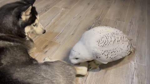 Precious interaction between husky and owl best friends