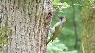 Green Woodpecker Feeding