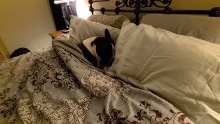 Bruno the pit bull is so sleepy in mommy's bed