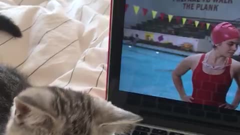 Most adorable kitten plays with laptop