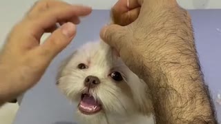 Nice haircut cute puppy