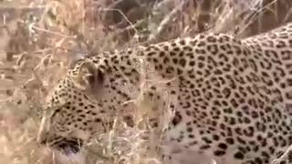 A scythe caught a leopard