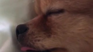 Pomeranian sleeps with tongue sticking out
