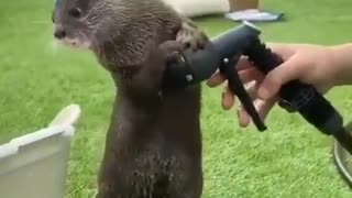 Cute squirrel playing with water