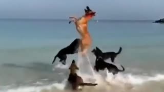 Dogs Know How To Enjoy Life