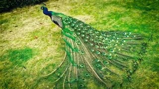 Peacoak... Mating ..How do peacock mating