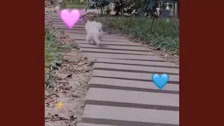 Cute little dog funny jumping