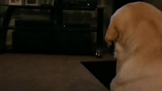 Labrador loves tv