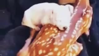 Friendship Between Dogs And A Baby Deer