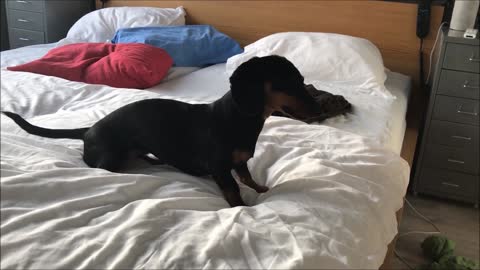 Dachshund loses it after seeing mirror reflection