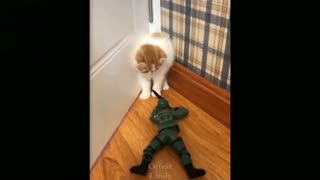 Funny cat playing a toy.