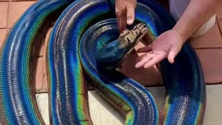 Ranbow snake a very beautiful python