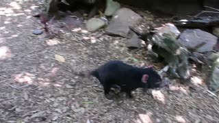 Real life Tasmanian Devil