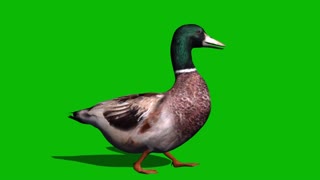 duck walking green screen keying video