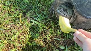 Snapping Turtle Gives Her a Scare