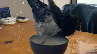 Pigeon Takes A Plunge