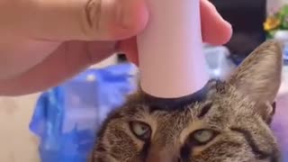 Relax, relaxing cat with head massage.