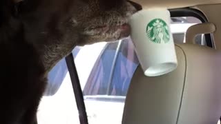 Well-mannered dog politely requests a refill at drive-thru window
