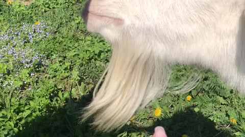 cute goat bites