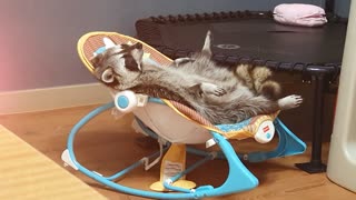 Most relaxed raccoon ever lounges in baby seat